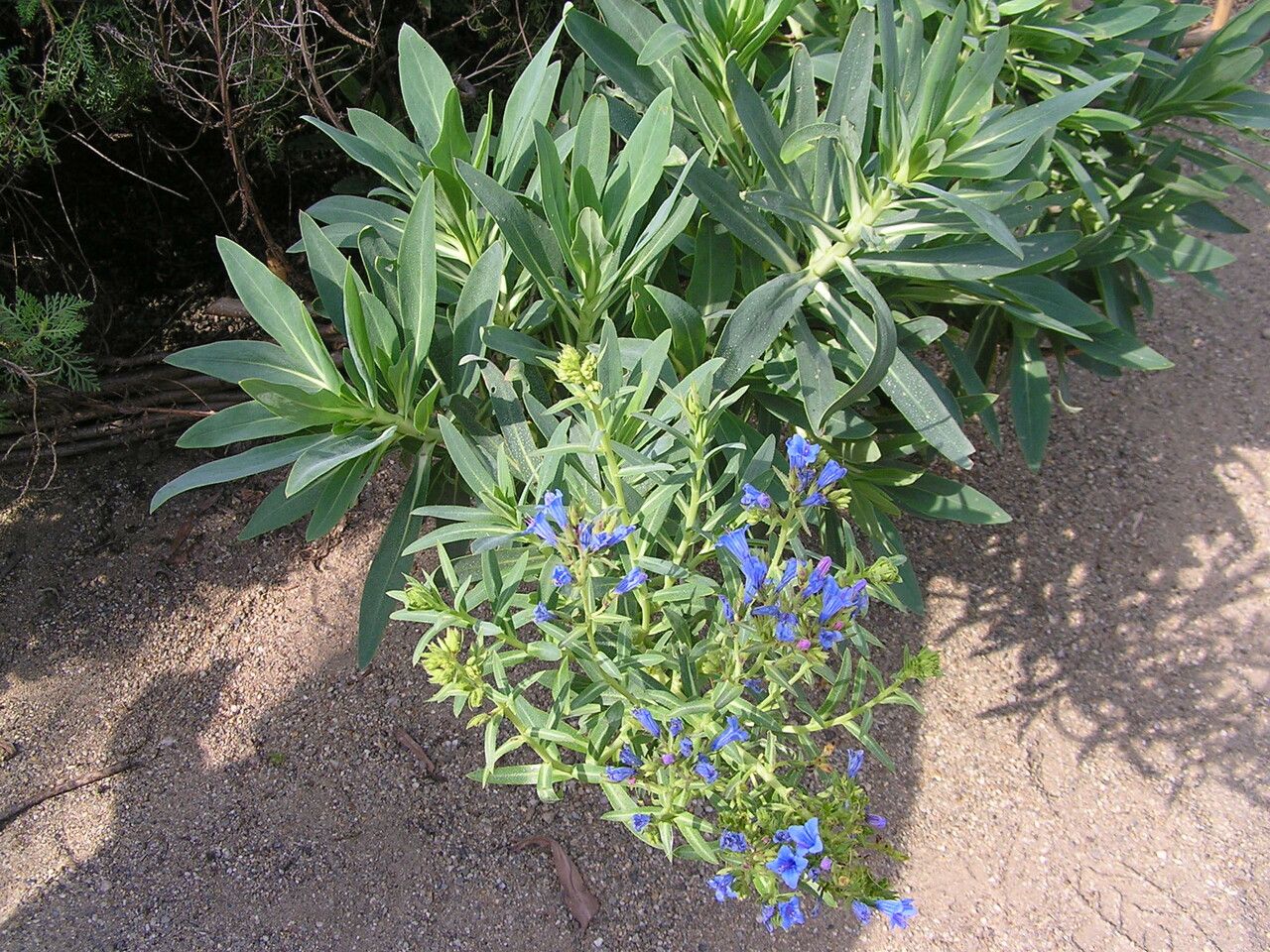 Echium thyrsiflorum habit