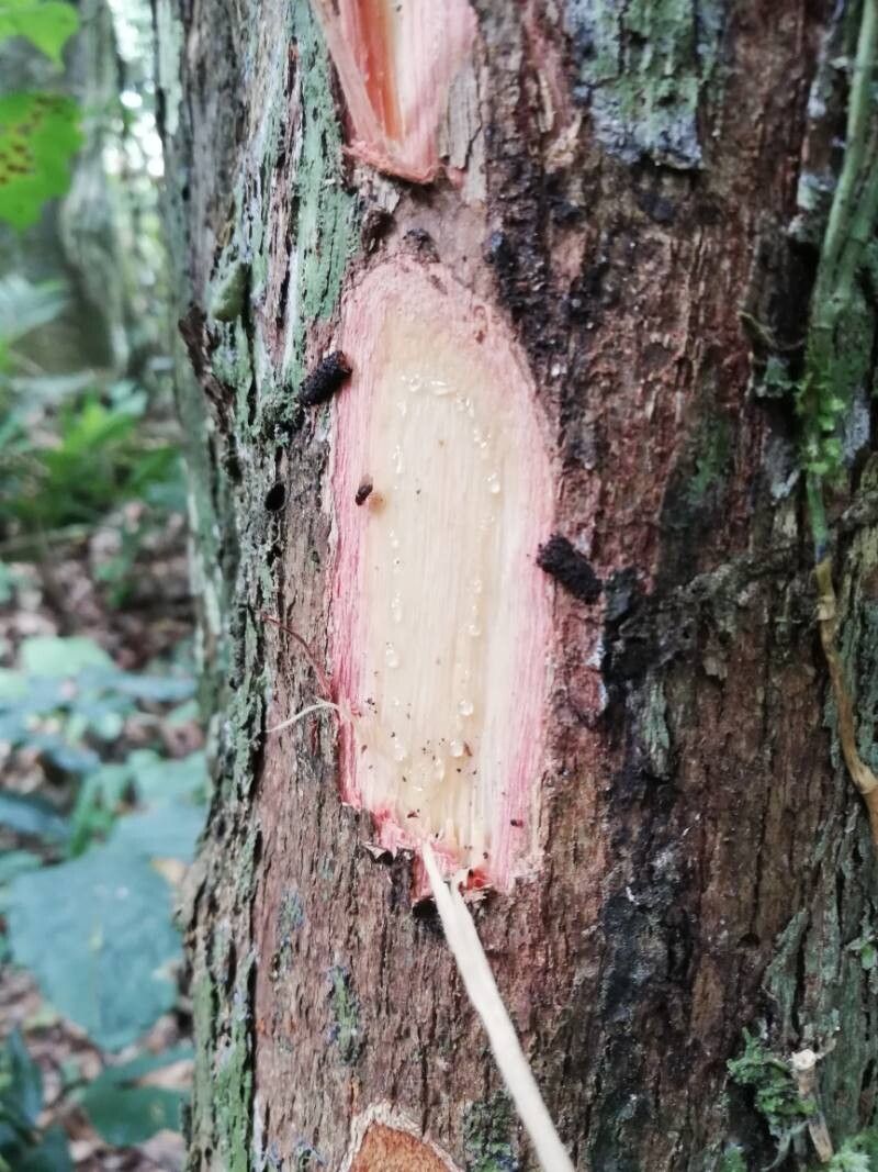 Cleistanthus caudatus bark