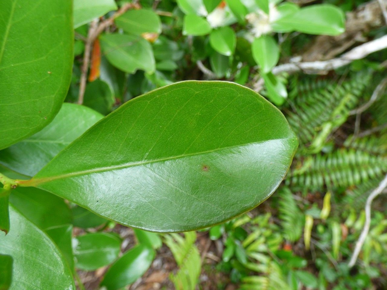Psidium guineense — search result for 'Ecuador'