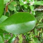 Psidium guineense