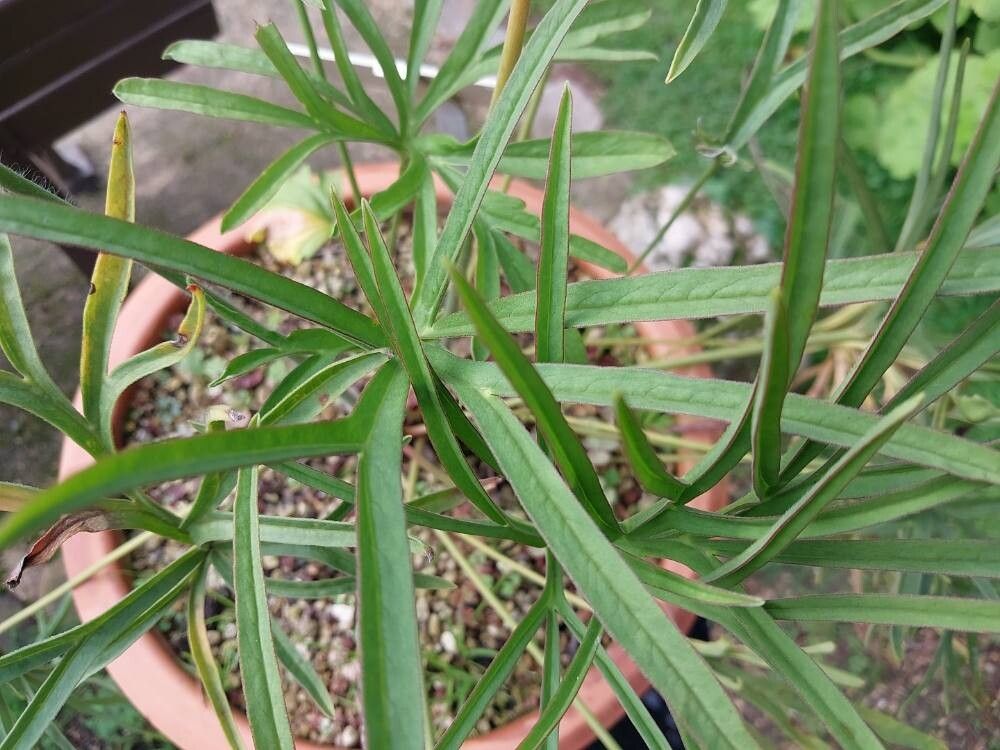 Pelargonium luridum — houseplant care guide