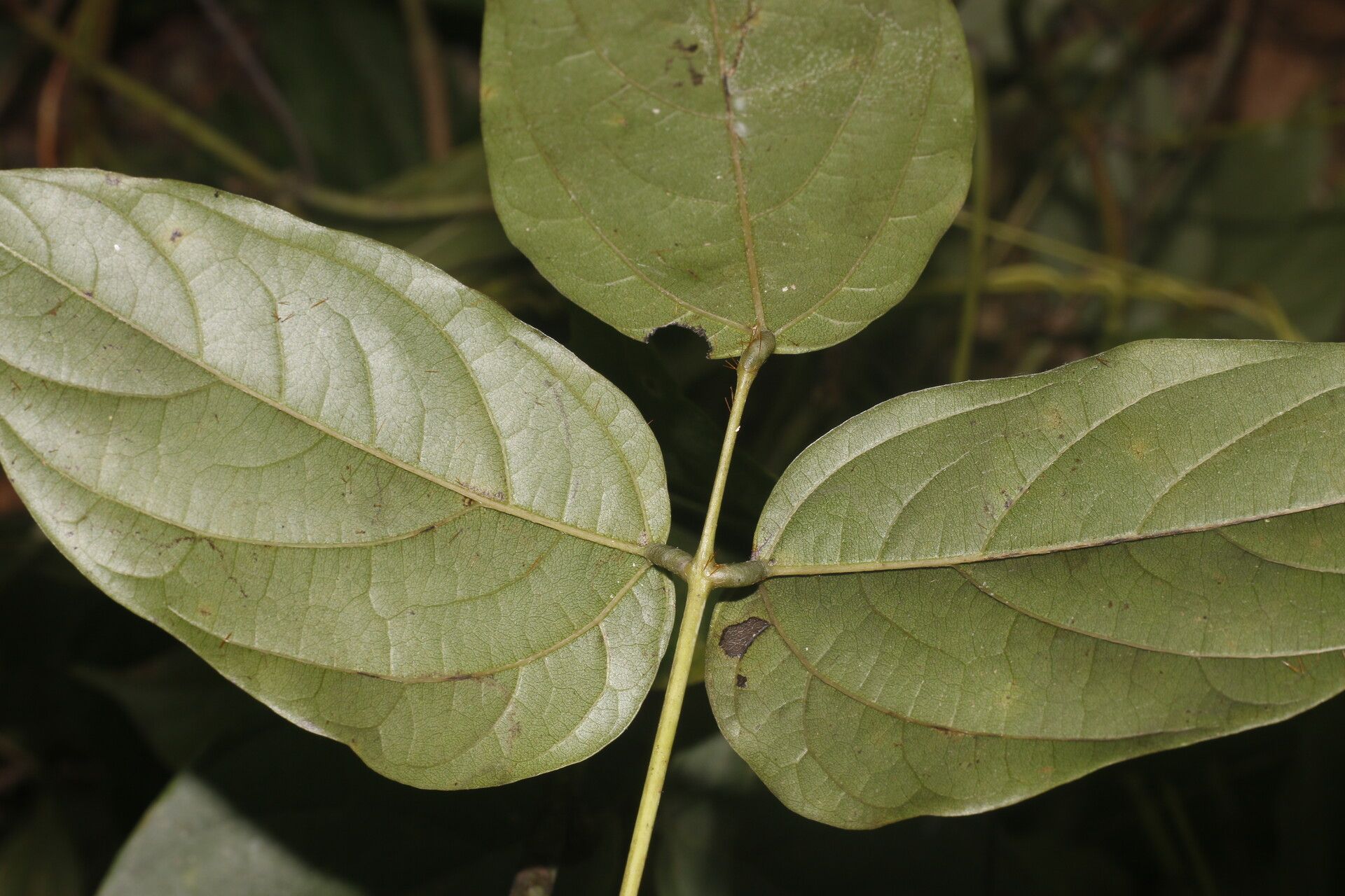 Mucuna mutisiana — search result for 'Mucuna'