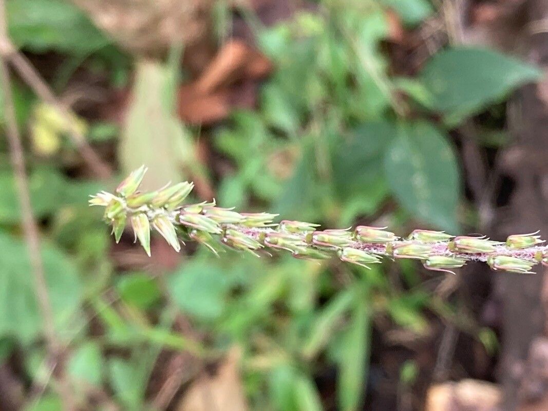 Achyranthes bidentata fruit