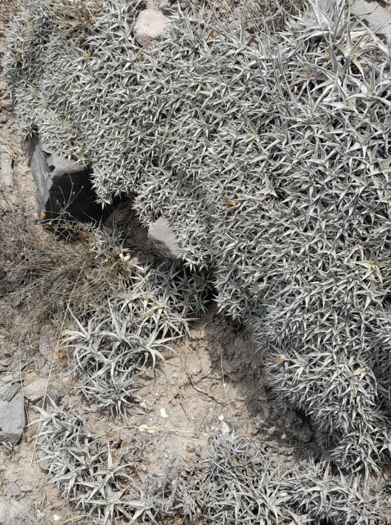 Deuterocohnia abstrusa habit