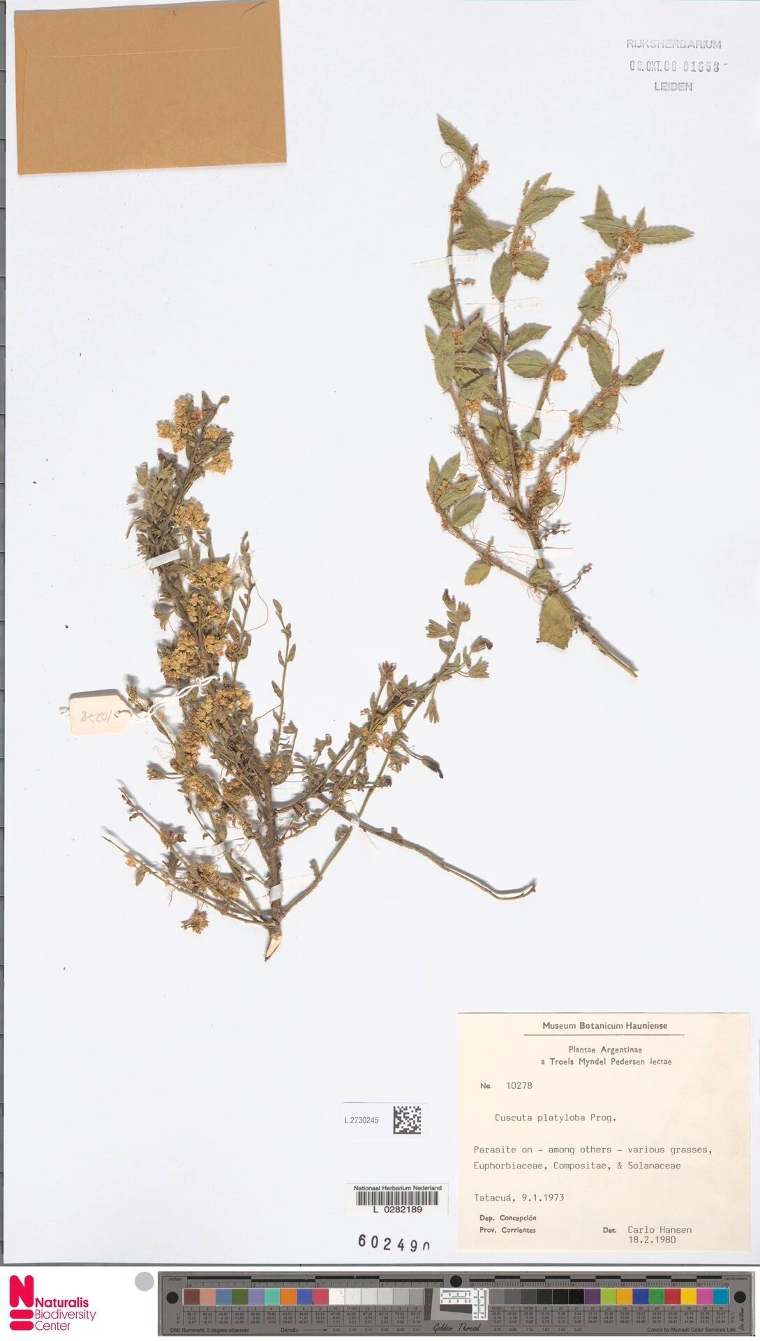 Cuscuta platyloba — houseplant care guide