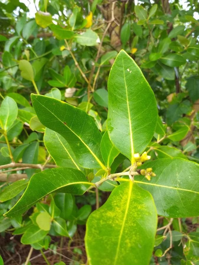 Avicennia marina leaf
