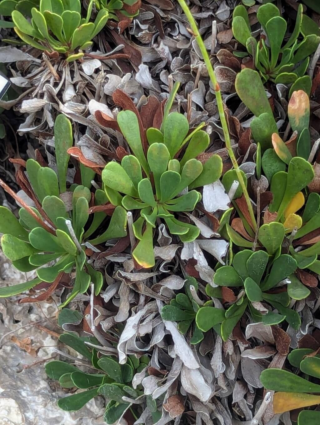 Limonium emarginatum — houseplant care guide