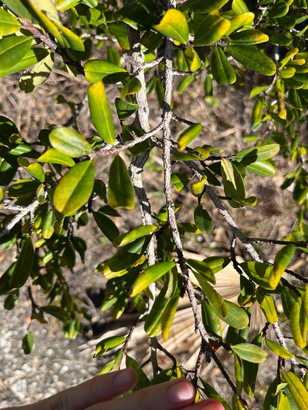 Erythroxylum reticulatum habit