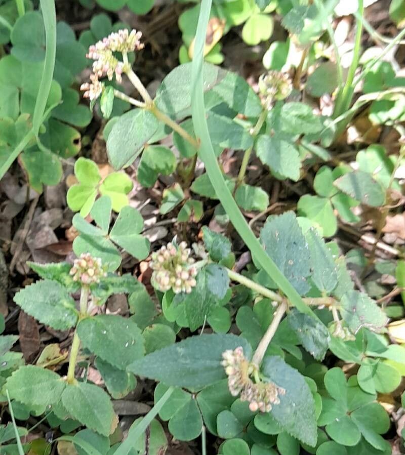 Euphorbia ophthalmica habit