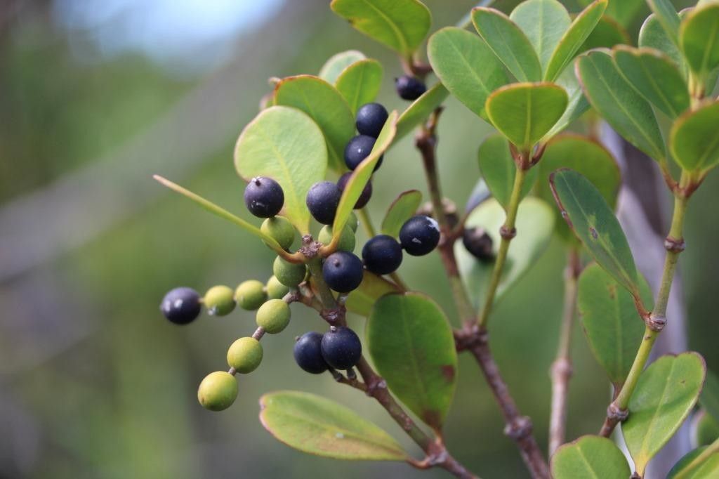 Alyxia glaucophylla fruit