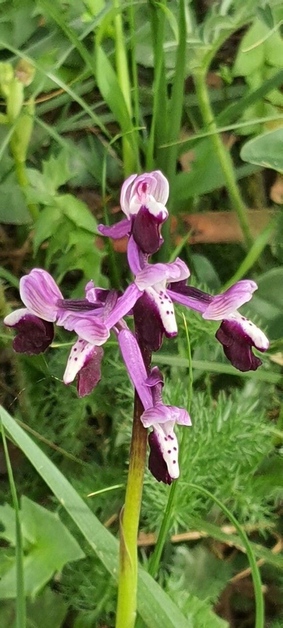 Anacamptis longicornu flower