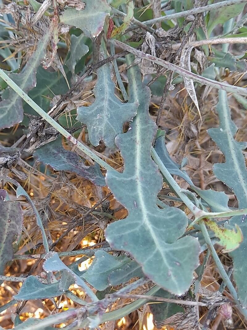 Launaea procumbens — houseplant care guide