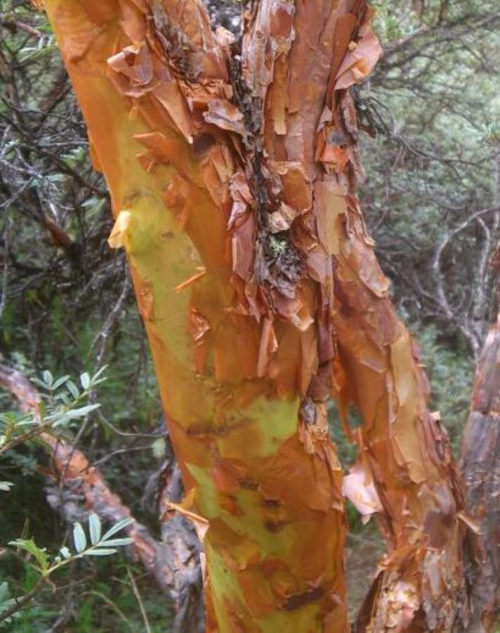 Polylepis racemosa bark