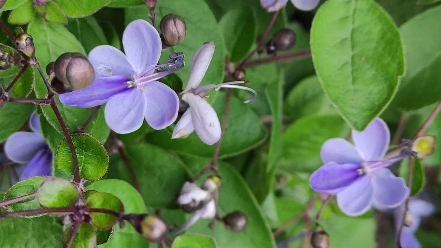Rotheca myricoides flower