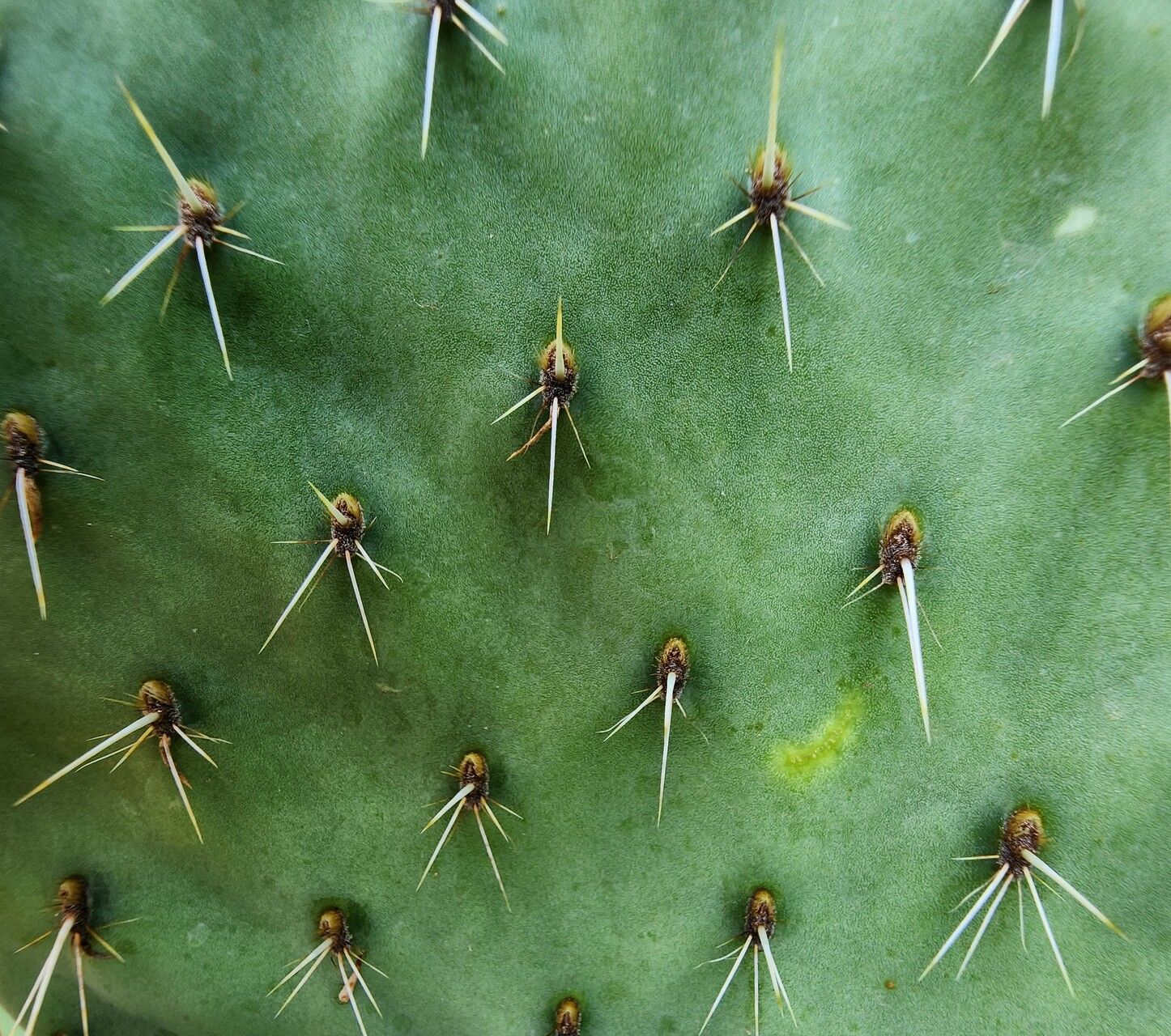 Opuntia strigil — houseplant care guide