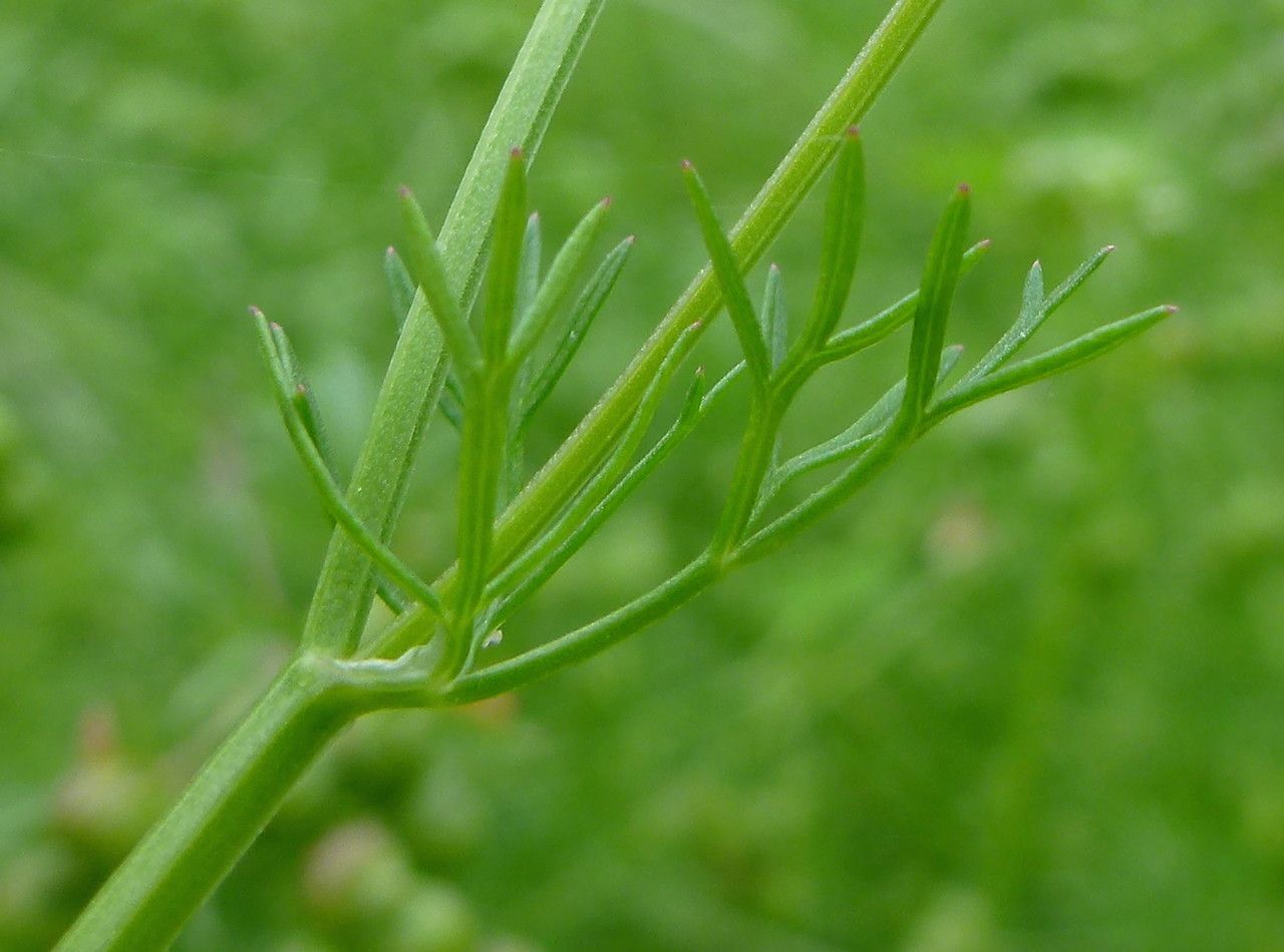 Bifora testiculata — related species from the same genus