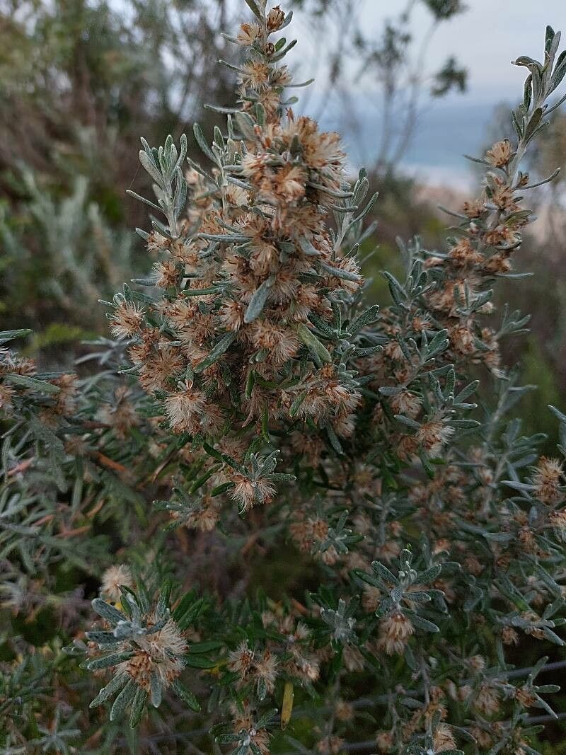 Olearia axillaris flower