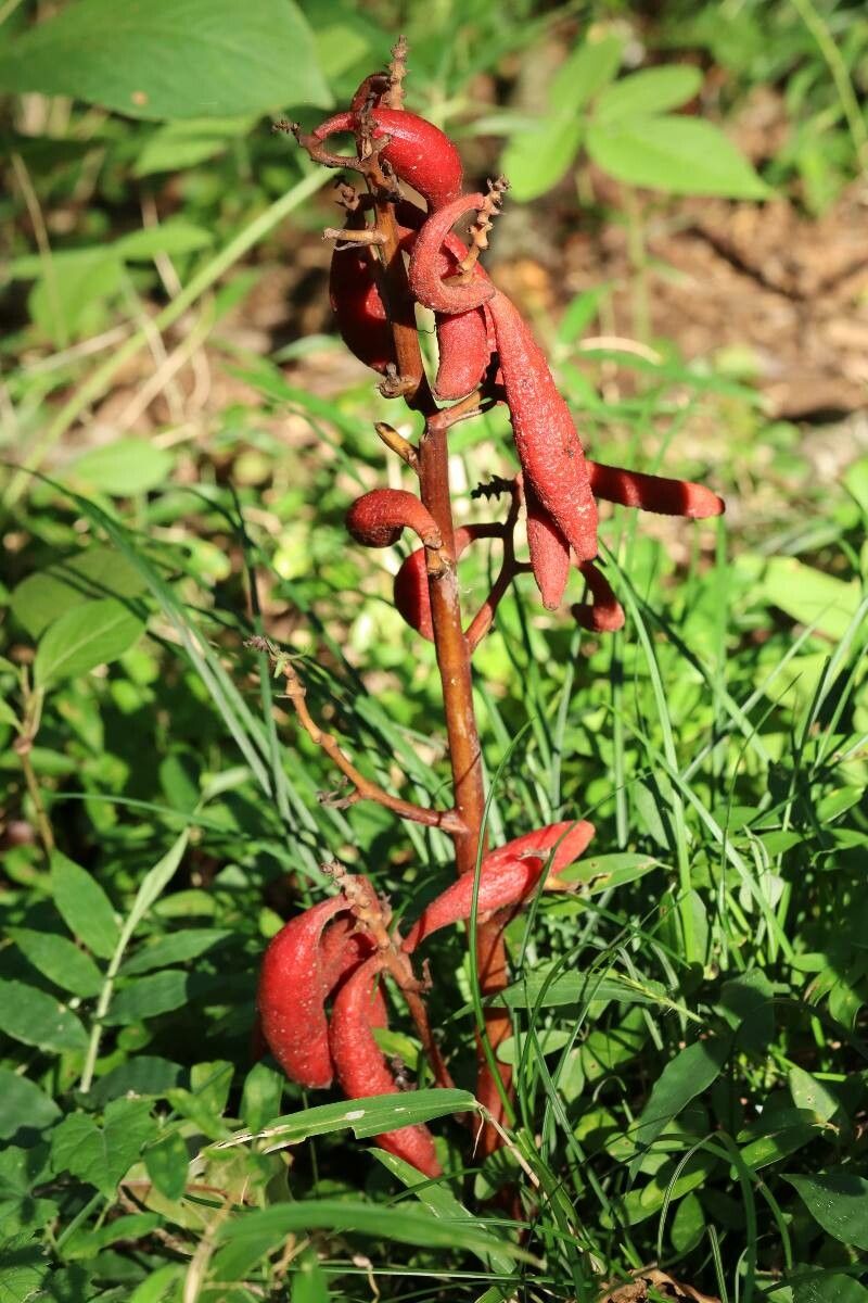 Cyrtosia septentrionalis — houseplant care guide