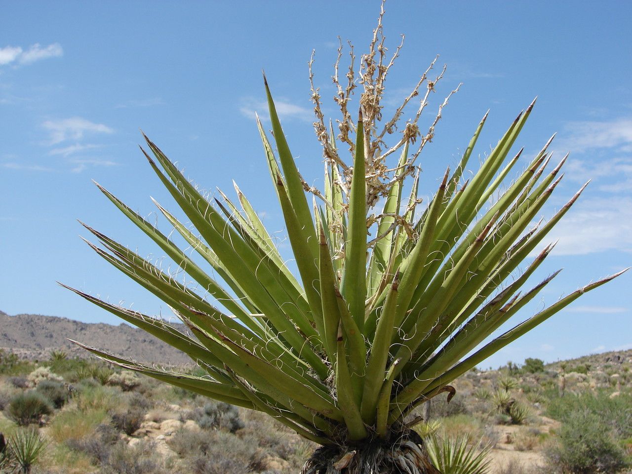 Yucca schidigera fruit