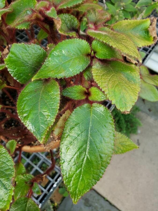 Pearcea rhodotricha — search result for 'Gesneriaceae'