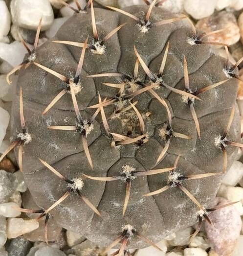 Gymnocalycium basiatrum leaf
