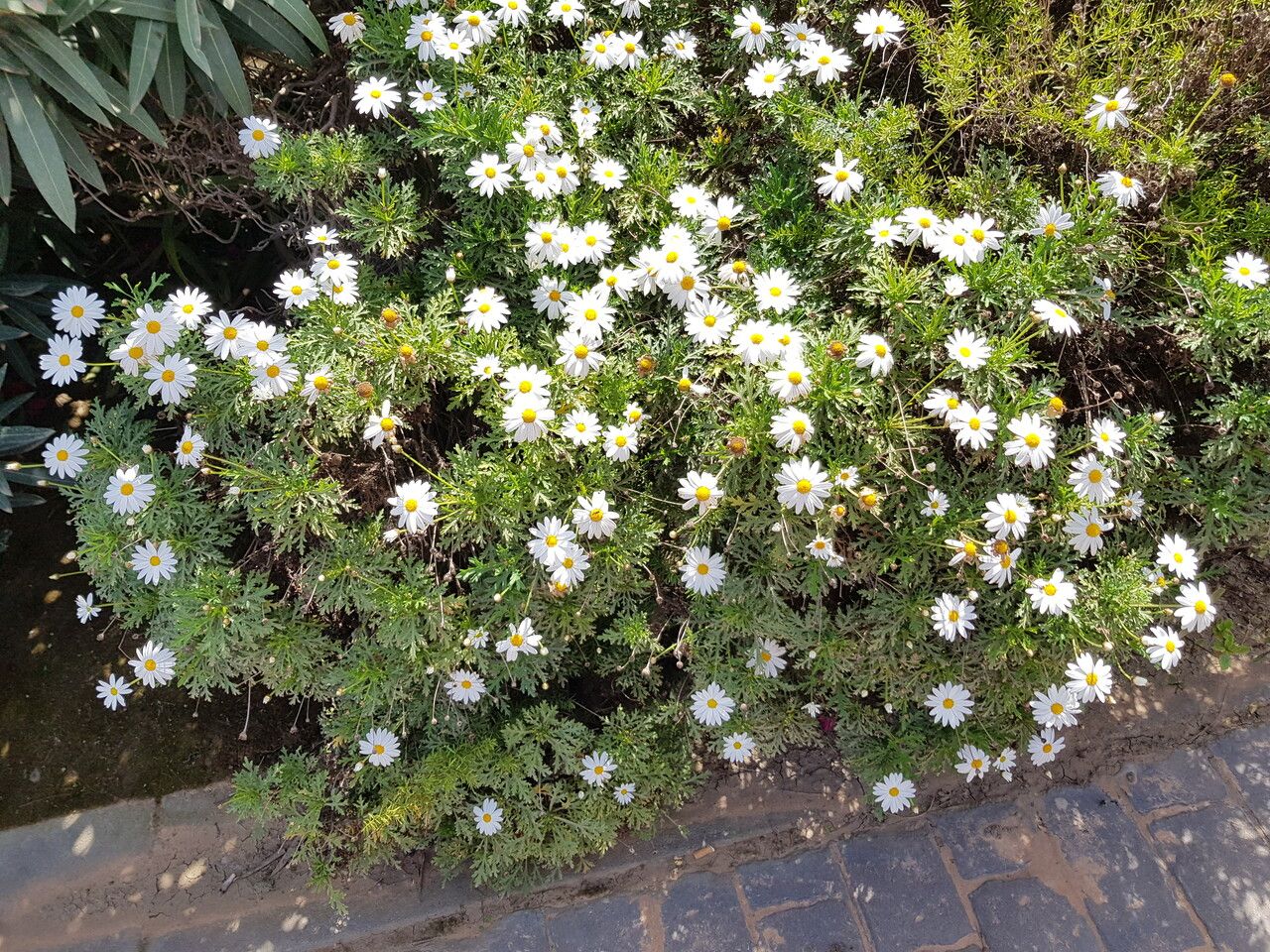 Argyranthemum haouarytheum flower