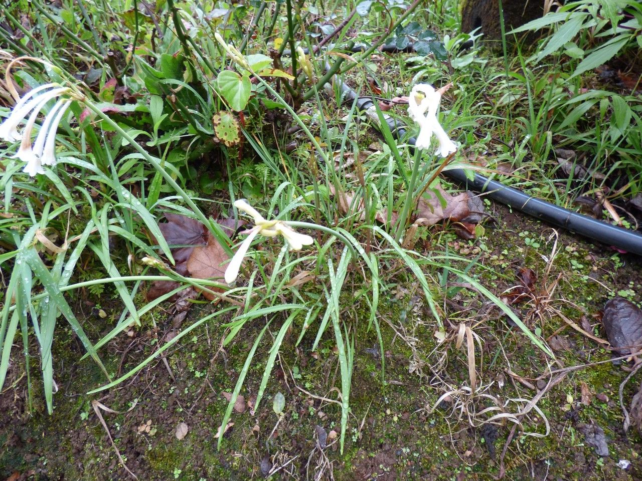 Cyrtanthus mackenii habit