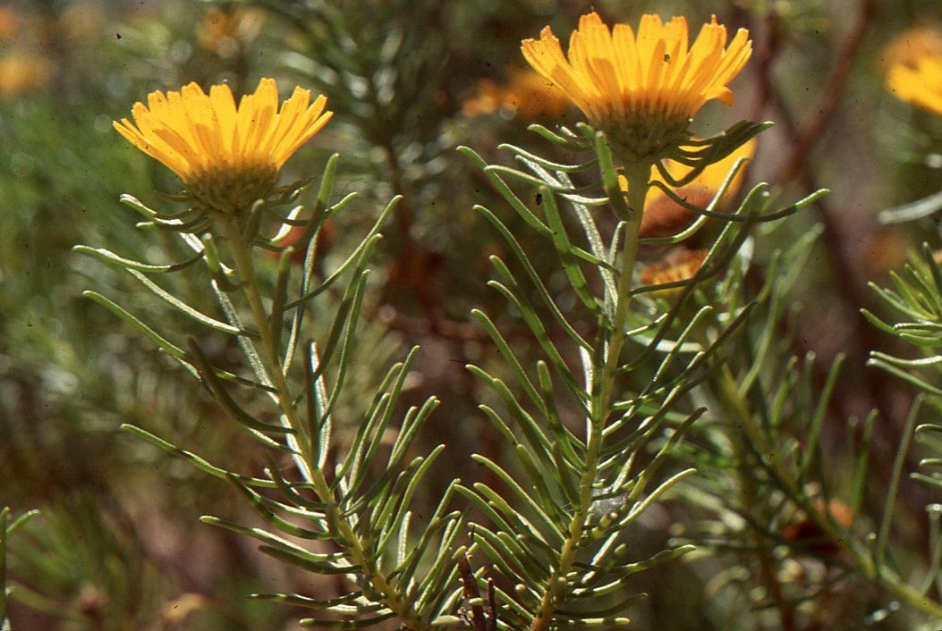 Asteriscus pinifolius — houseplant care guide