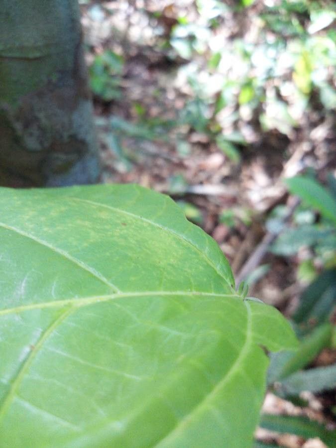 Aparisthmium cordatum — houseplant care guide