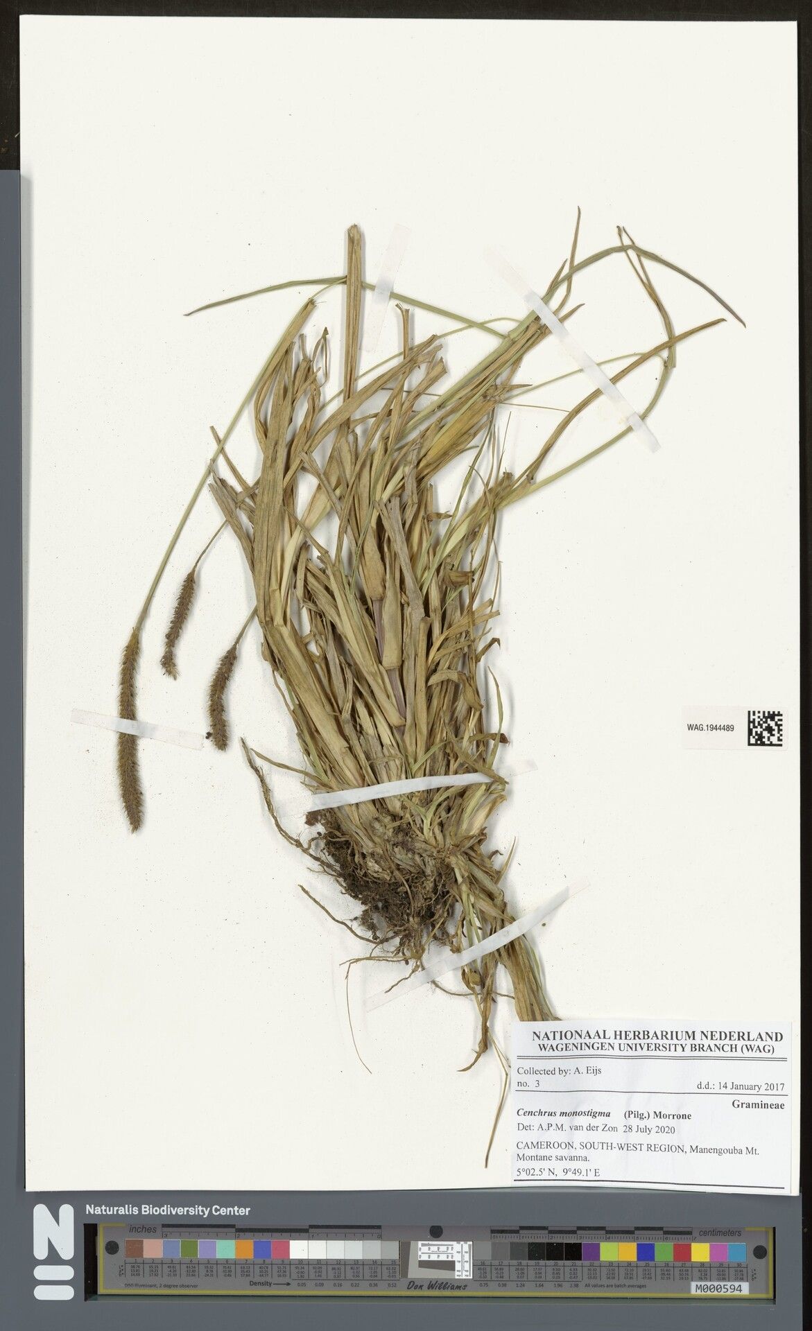 Cenchrus monostigma — houseplant care guide