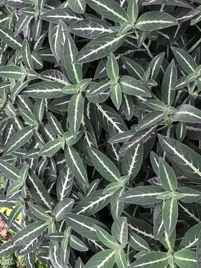 Ruellia makoyana — search result for 'Acanthaceae'