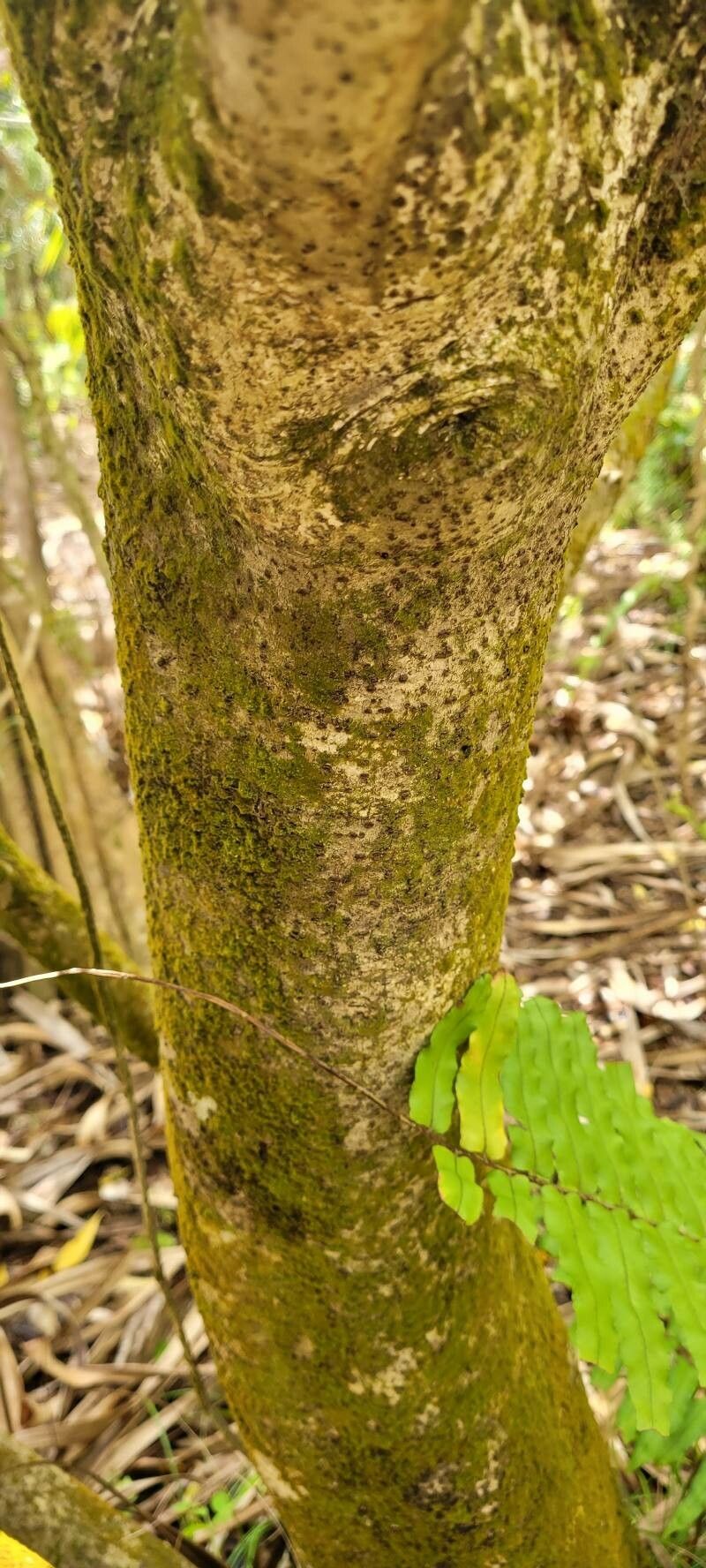 Pittosporum balfourii bark
