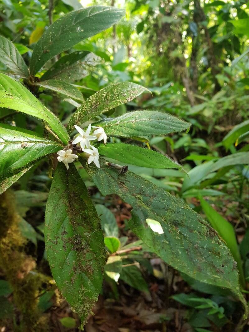 Duroia costaricensis flower