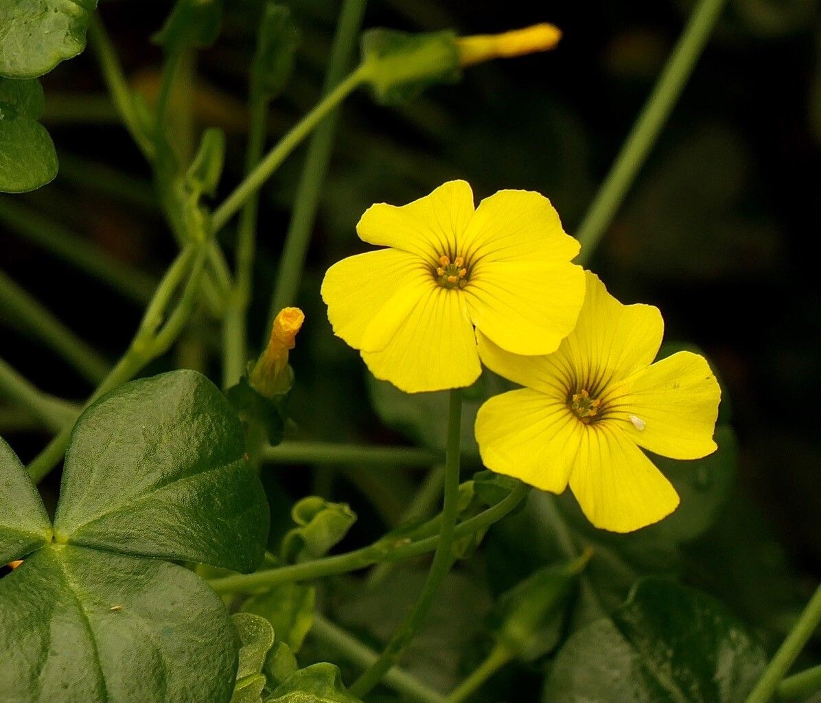 Ipomoea transvaalensis — houseplant care guide