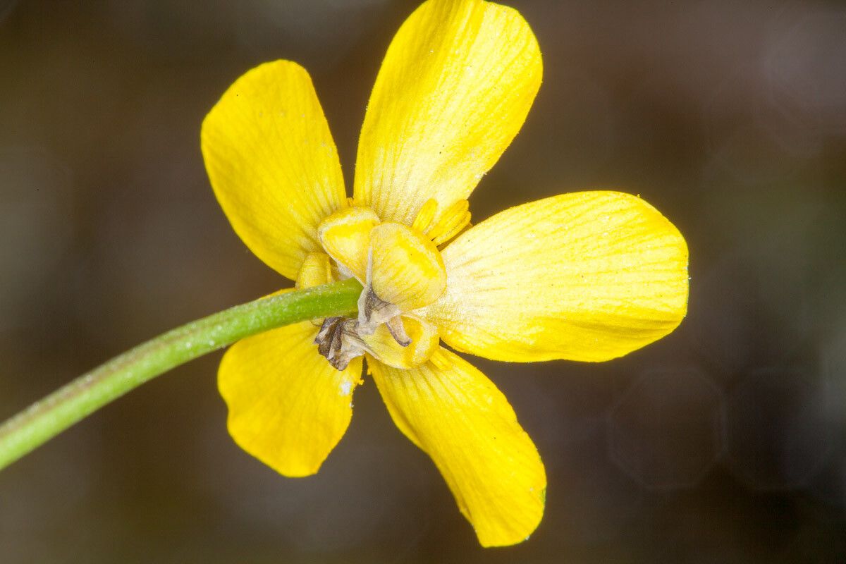 Ranunculus cordiger flower