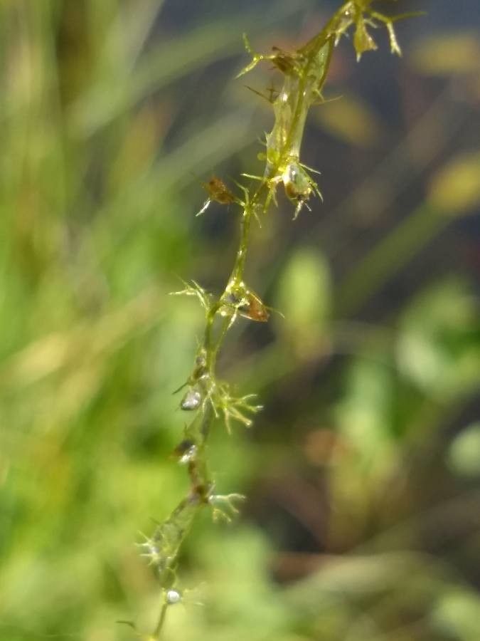 Utricularia minor leaf