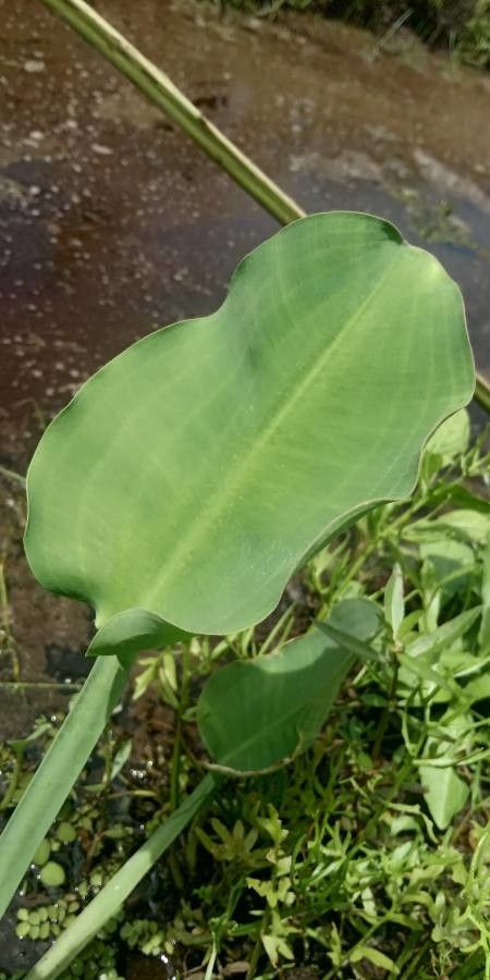 Limnocharis flava — search result for 'Cuba'