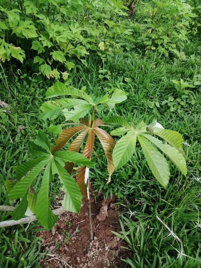 Pourouma cecropiifolia — search result for 'Peru to Bolivia'