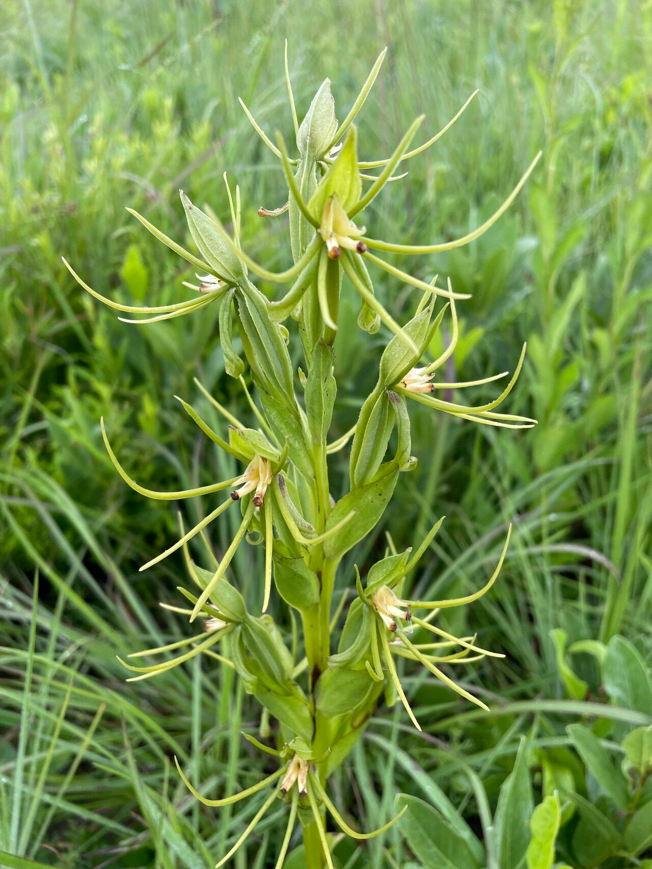 Habenaria adolphi flower