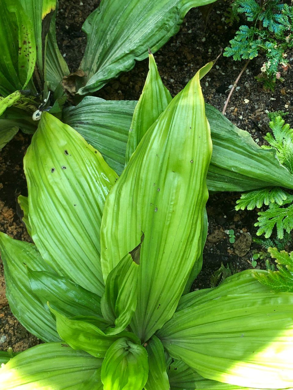 Calanthe triplicata leaf