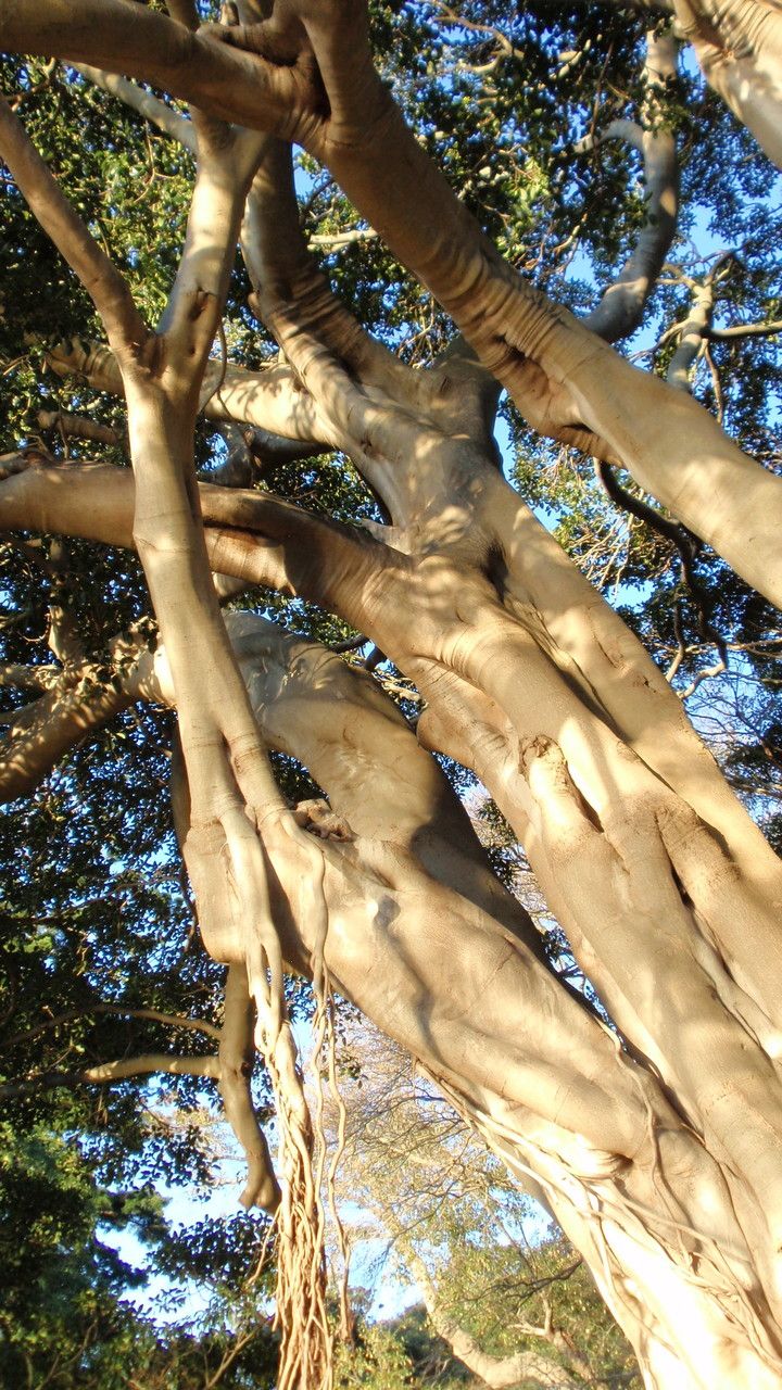 Ficus obliqua bark