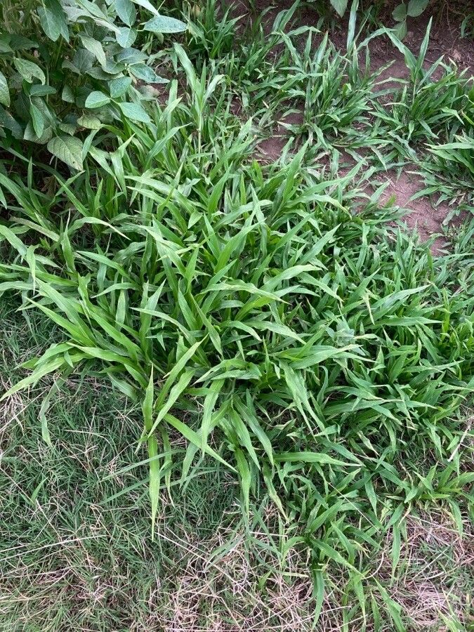 Brachiaria plantaginea — search result for 'Brachiaria'