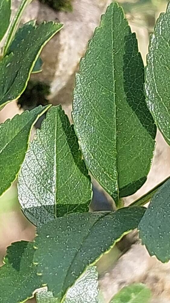 Fraxinus xanthoxyloides leaf