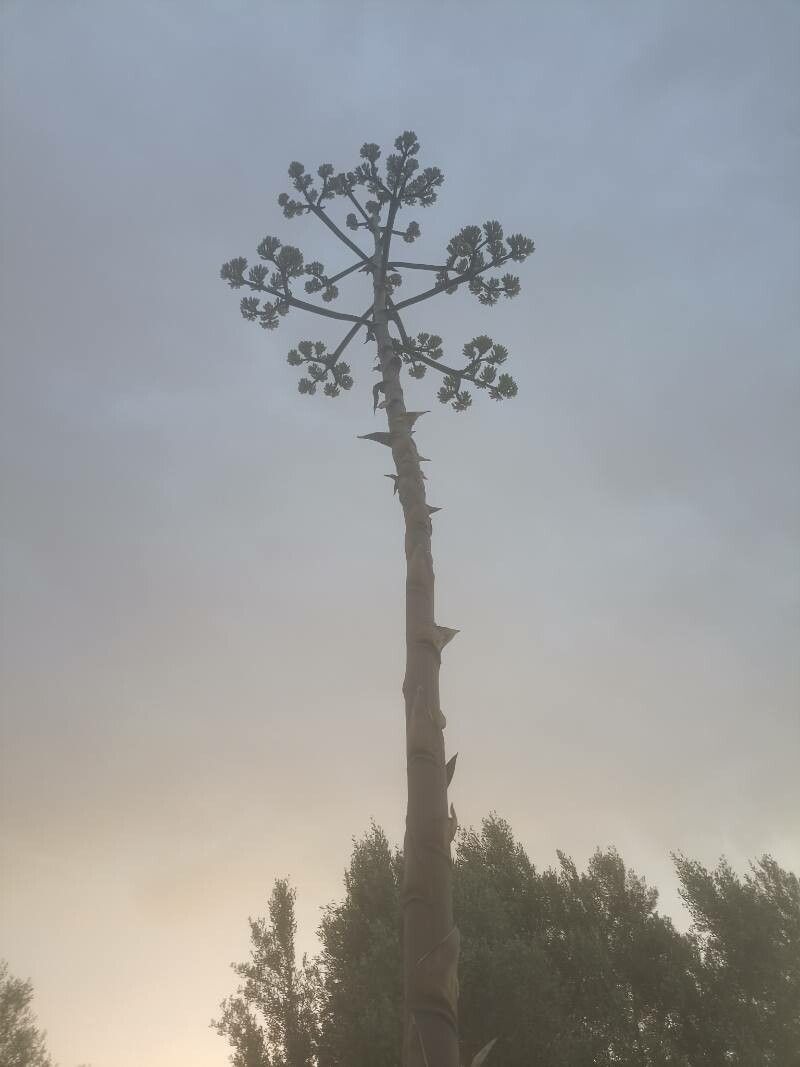 Agave shaferi flower