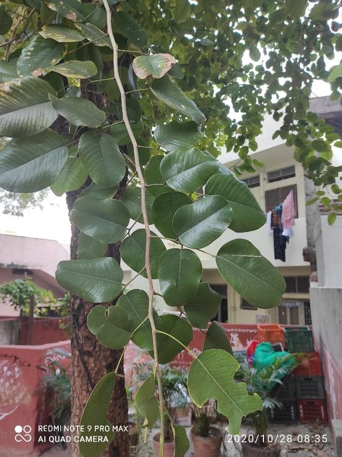 Pterocarpus rotundifolius leaf