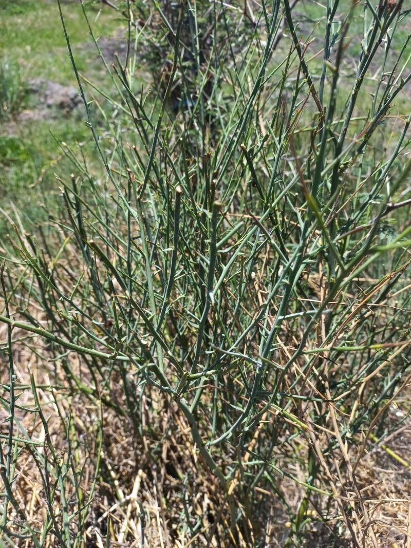 Chloracantha spinosa bark