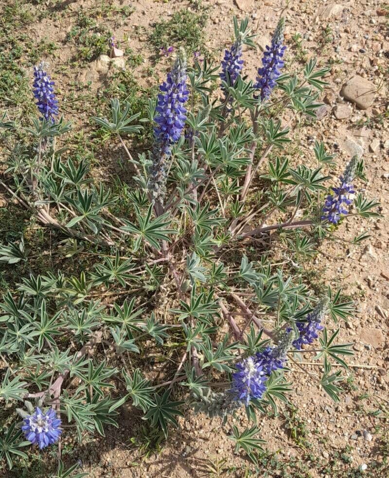 Lupinus honoratus habit