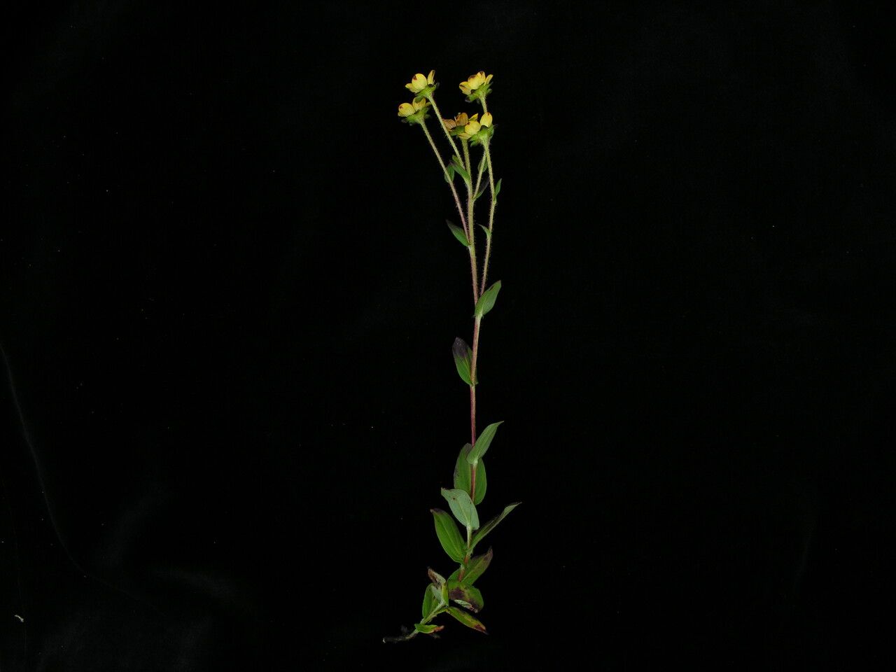 Saxifraga moorcroftiana — houseplant care guide