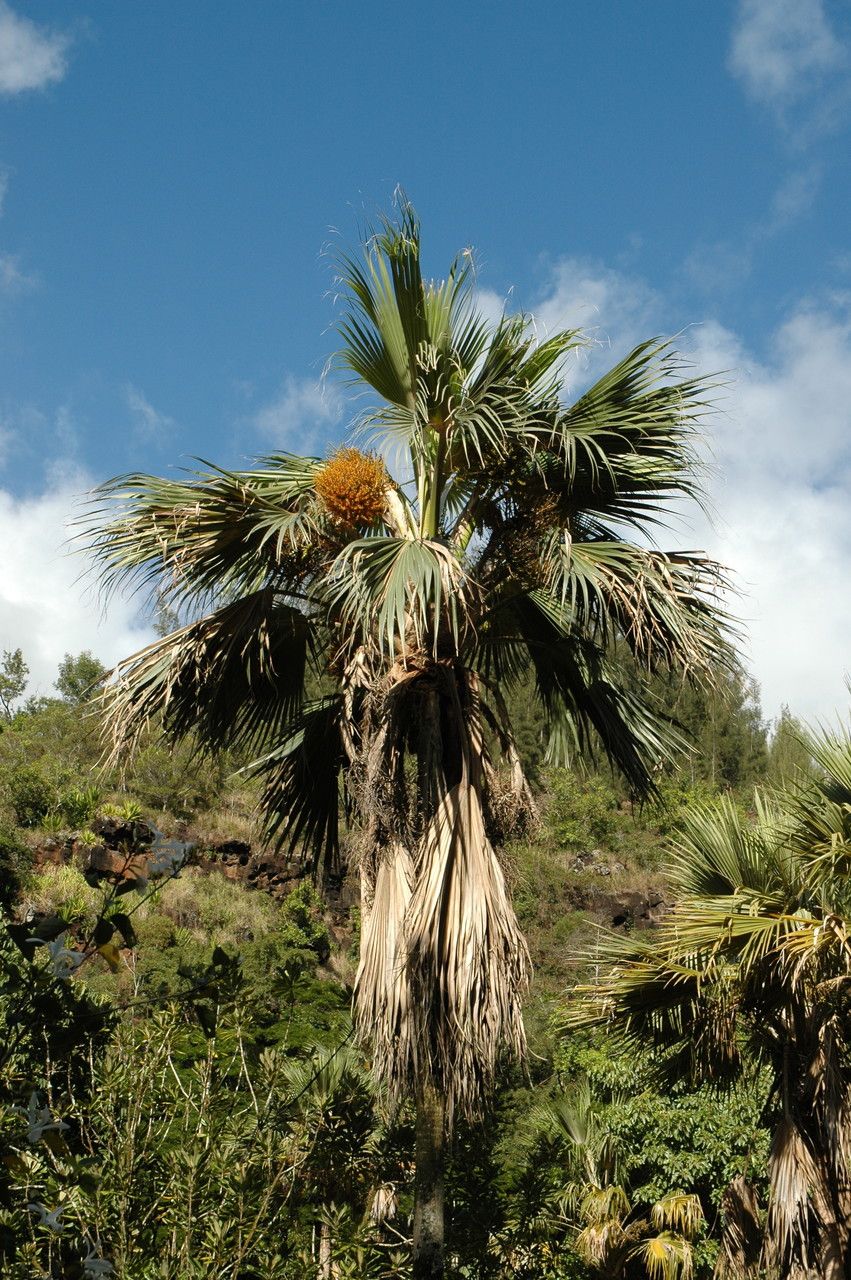 Pritchardia remota habit