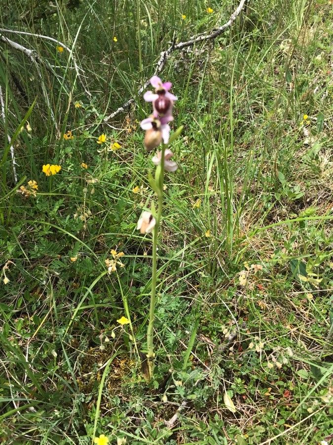 Ophrys aveyronensis habit